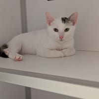 Patachou, chat à adopter