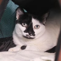 MORPHEE, chatte à adopter