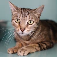 MUSCAT, chatte à adopter