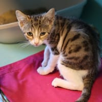 UNICO, chat à adopter