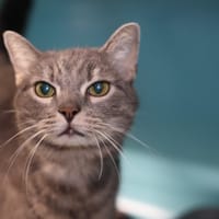 KENZO, chat à adopter