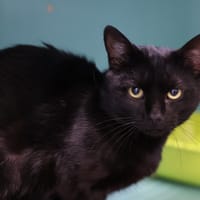 BILOU, chat à adopter