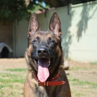 SHADOW CHAO, chien à adopter