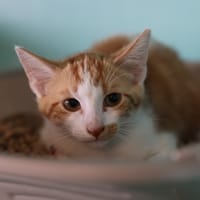 CONSUELO, chatte à adopter