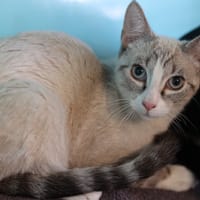 ALVIN, chat à adopter