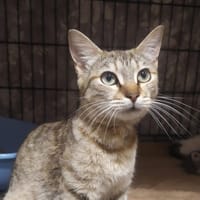 WINNIE (Ajaccio), chatte à adopter