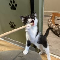 Oréo, chat à adopter