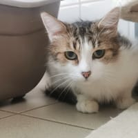 VENUS, chatte à adopter