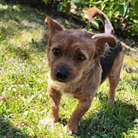 Rizzo CAA13914, chien à adopter