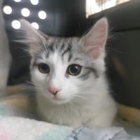 Luna, chatte à adopter