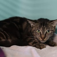 POMME, chatte à adopter