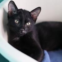 JUMPEROO, chat à adopter