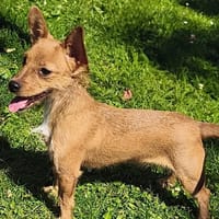 Pika CAA13912, chienne à adopter