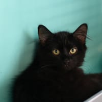 OSCARIUS, chat à adopter