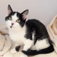 MANGUE, chatte à adopter