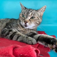 NALA, chatte à adopter