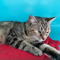 NALA, chatte à adopter