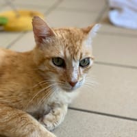 after, chat à adopter