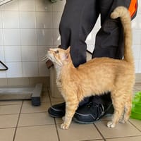 after, chat à adopter