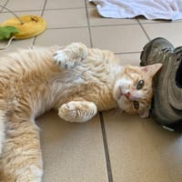 after, chat à adopter