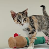CALINE, chatte à adopter