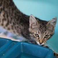 KEN, chat à adopter