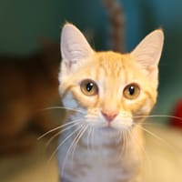 POPPY, chatte à adopter