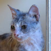 MOUNA, chatte à adopter