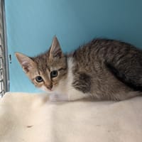 OLLIE, chatte à adopter