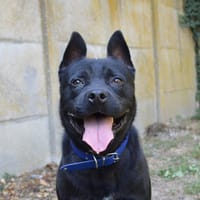 LOKY CHAO, chien à adopter