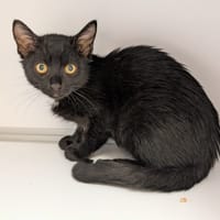 Woody, chat à adopter