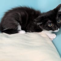 JOJOBA, chatte à adopter