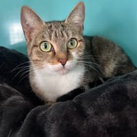 Door, chatte à adopter