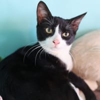 BAGHERA, chat à adopter
