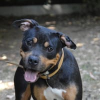SPRITZ CHAO, chienne à adopter