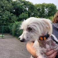 Lady, chienne à adopter