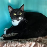 NIKY, chatte à adopter