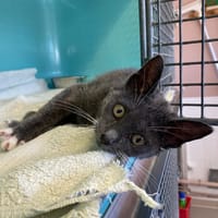 PLUME, chatte à adopter