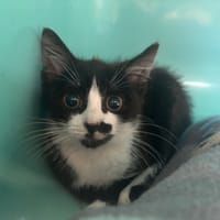 ZOLA, chatte à adopter