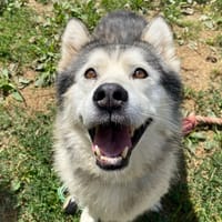 JOYEUX, chien à adopter
