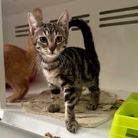 Bubble, chatte à adopter