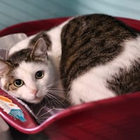 OASIS, chatte à adopter
