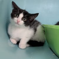 Améla, chatte à adopter