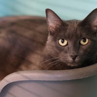 LAKY, chat à adopter