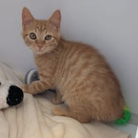 FUEGO, chat à adopter