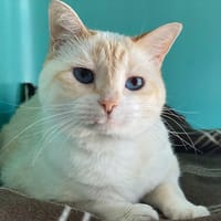 sissi, chatte à adopter