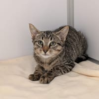Buzz, chat à adopter