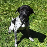 Gaspard CAA13911, chien à adopter