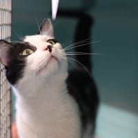IODA, chat à adopter