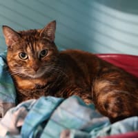 ZELAL, chatte à adopter